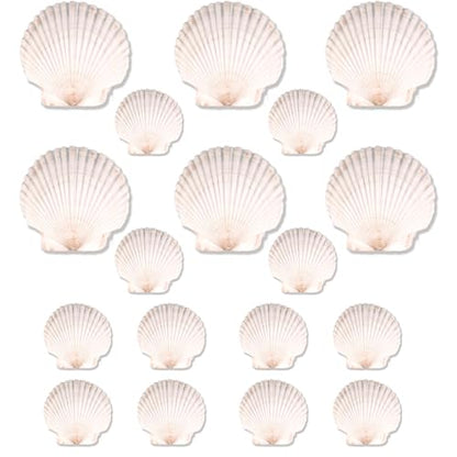 20PCS Natural Scallop Shells for Crafts & Baking