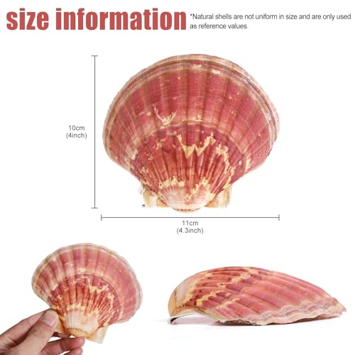 8 PCS 4 4.5 Inch Natural White Scallop Shells Sea Shells for DIY Craft Home Décor