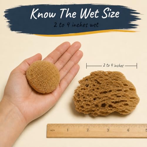Natural Sea Sponges 10pk for Artists (10 Count)