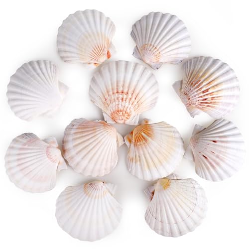 8 PCS 4 4.5 Inch Natural White Scallop Shells Sea Shells for DIY Craft Home Décor