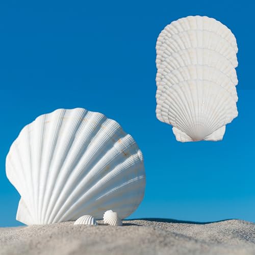20PCS Scallop Shells Crafts 4''