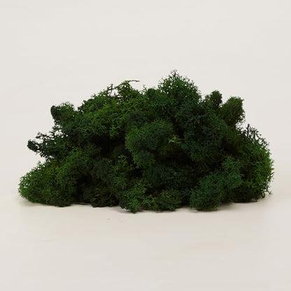 Preserved Reindeer Craft Moss Natural DIY Kit Gardenning Art Wall Olive Green Florist Easter Table Decor Wedding