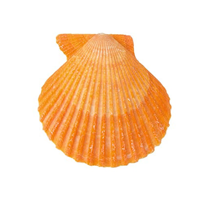 Yellow Sea Shells 50+ Pcs Scallop Shells for Baking Cooking