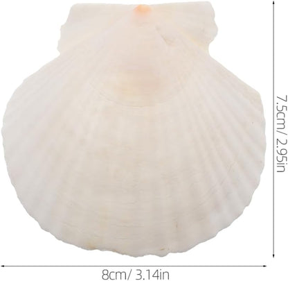 GLEAVI Scallop Shells for Crafts: 21pcs Natural Scallop Shells Bulk 3.14 Inch Sea Shell Decoration for Ocean Themed Parties and Home Decor