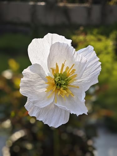 White Crepe Paper Poppy Flower DIY Making Kit for Home Table Centerpieces Decoration Office Wedding 24 pcs (24 Count)