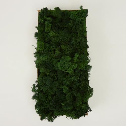 Preserved Reindeer Craft Moss Natural DIY Kit Gardenning Art Wall Olive Green Florist Easter Table Decor Wedding