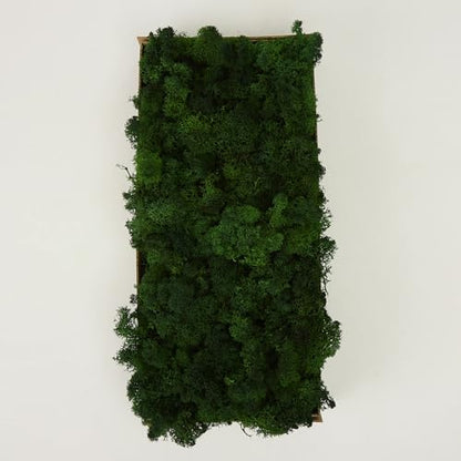 Preserved Reindeer Craft Moss Natural DIY Kit Gardenning Art Wall Olive Green Florist Easter Table Decor Wedding
