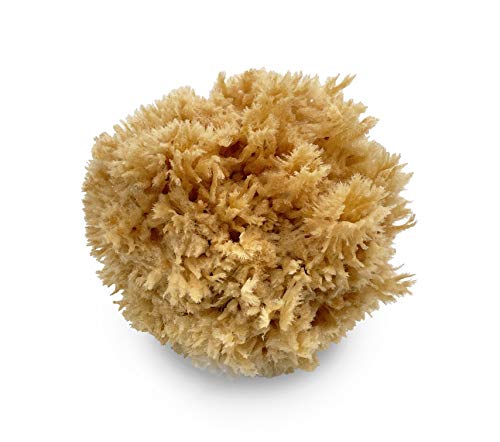 Sea Wool Art Sponge