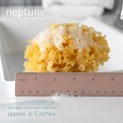 Caribbean Sea Sponge