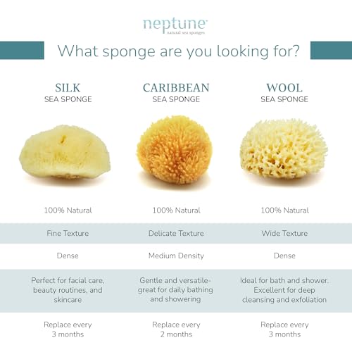 Caribbean Sea Sponge
