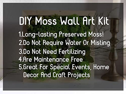 Preserved Reindeer Craft Moss Natural Green DIY Kit Gardenning Art Wall Florist Easter Table Wedding