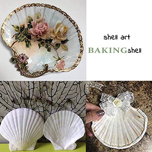 6PCS Scallop Shells for Serving Food (6 Count)