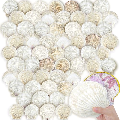 60PCS Scallop Shells for Crafts Large Beach Natural Shells Bulk for Decoupage DIY Crafts Seashell Decorations Home Decor White 4''