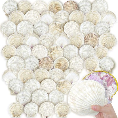 60PCS Scallop Shells for Crafts Large Beach Natural Shells Bulk for Decoupage DIY Crafts Seashell Decorations Home Decor White 4''