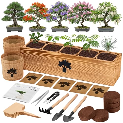 Bonsai Tree Kit (5 Count)