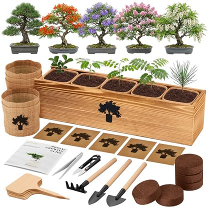 Bonsai Tree Kit (5 Count)