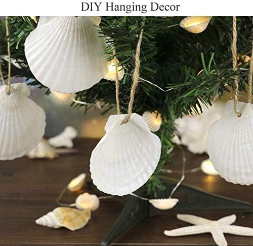 20 pcs 2 3 inch Natural Scallop Shells White Sea Shells from Sea Beach for DIY Craft Home Décor