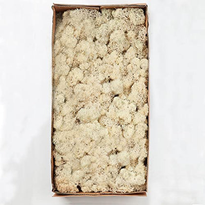Preserved Reindeer Craft Moss Natural Green DIY Kit Gardenning Art Wall Florist Easter Table Decor Wedding