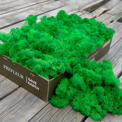 Preserved Reindeer Craft Moss Natural Green DIY Kit Gardenning Art Wall Decor Florist Easter Table Decor Wedding Decor