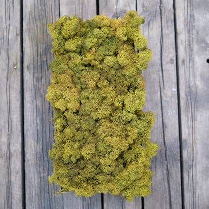 Preserved Reindeer Craft Moss Natural DIY Kit Gardenning Art Wall Olive Green Florist Easter Table Decor Wedding