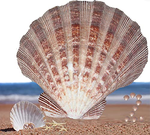 2 PCS Large Great Orange Lions Paw Scallop 5