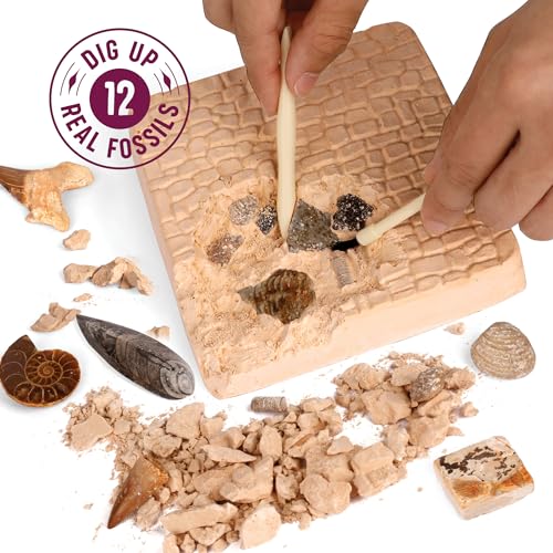 Real Fossil Dig Kit for Kids