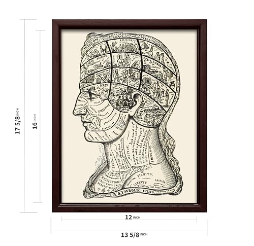 A Symbolic Head Phrenology Print 1899