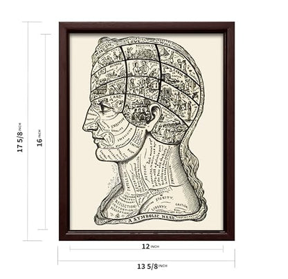 A Symbolic Head Phrenology Print 1899