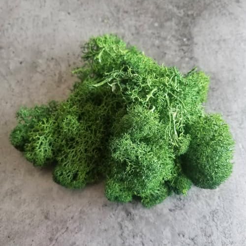 Preserved Reindeer Craft Moss Natural Green DIY Kit Gardenning Art Wall Decor Florist Easter Table Decor Wedding Decor
