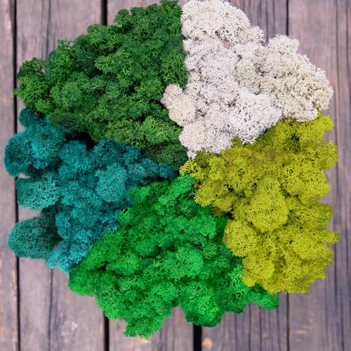 Preserved Reindeer Mix Craft Moss Natural Green DIY Kit Gardenning Art Wall Decor Florist Easter Table Decor Wedding Decor