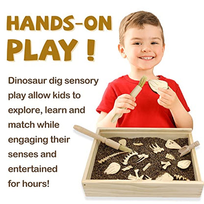 Dinosaur Excavation Archaeology Dig Kit for Kids