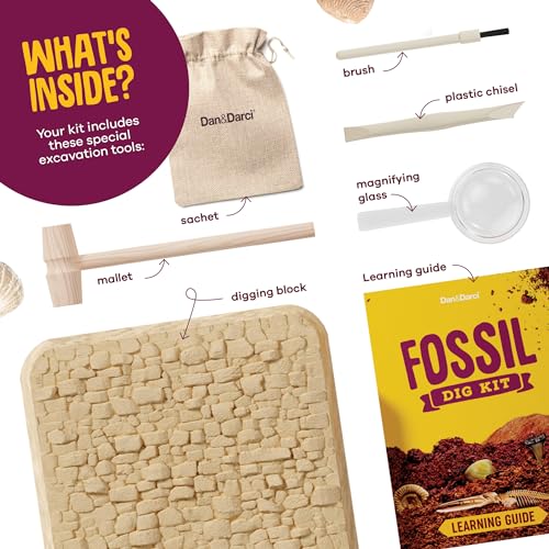 Real Fossil Dig Kit for Kids