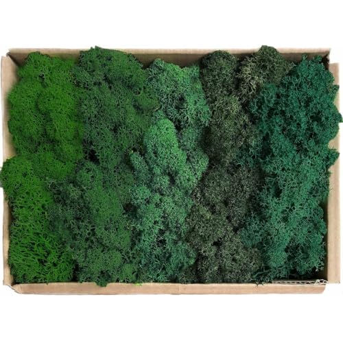 Preserved Reindeer Mix Craft Moss Natural Green DIY Kit Gardenning Art Wall Decor Florist Easter Table Decor Wedding Decor