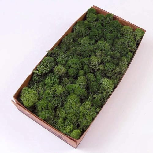 Preserved Reindeer Moss Natural Green DIY Kit Gardenning Art Wall Decor Florist Decor Easter Table Decor Wedding (13.5981 Ounce)