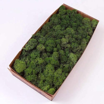Preserved Reindeer Moss Natural Green DIY Kit Gardenning Art Wall Decor Florist Decor Easter Table Decor Wedding (13.5981 Ounce)