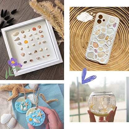 Premium Tiny Seashell Mix