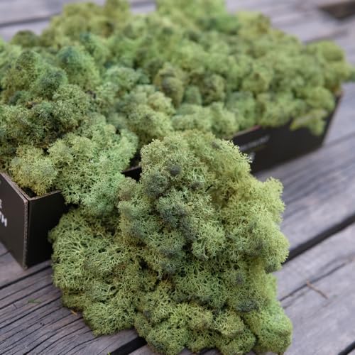 Preserved Reindeer Craft Moss Natural Green DIY Kit Gardenning Art Wall Florist Easter Table Decor Wedding Decor