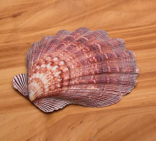 4 Pcs Polished Large Great Scallop Sea Shells 5~6 Inch
