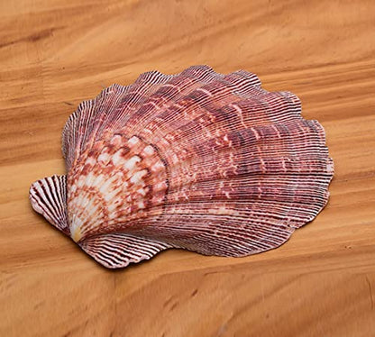 4 Pcs Polished Large Great Scallop Sea Shells 5~6 Inch
