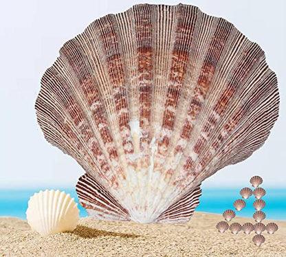 4 Pcs Polished Large Great Scallop Sea Shells 5~6 Inch