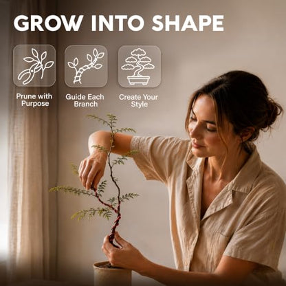 Bonsai Tree Kit Deluxe