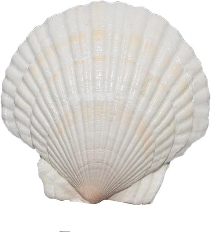 20PCS Scallop Shells Crafts 4''-5'' Large Beach Natural Scallop Shells, for Baking Shells, Crafts DIY Painting Beaching Wedding Decoration