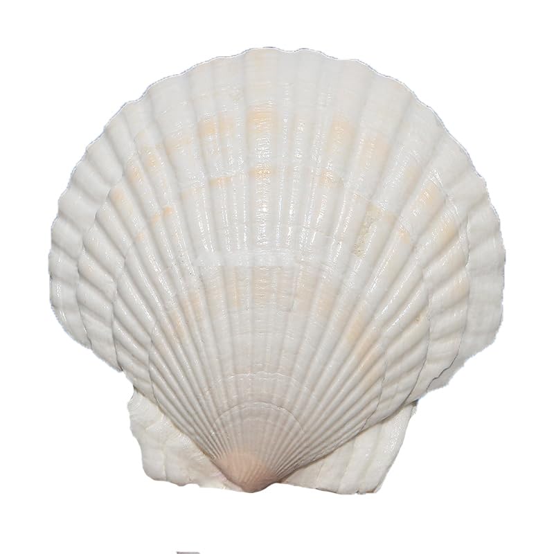 20PCS Scallop Shells Crafts 4''