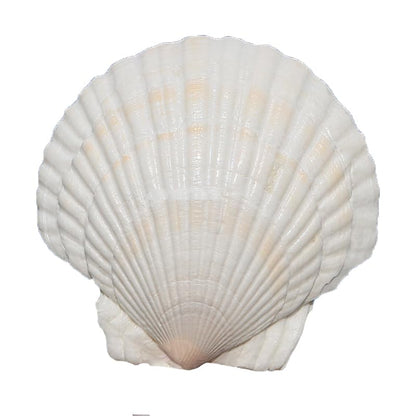 20PCS Scallop Shells Crafts 4''