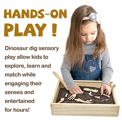 Dinosaur Excavation Archaeology Dig Kit for Kids
