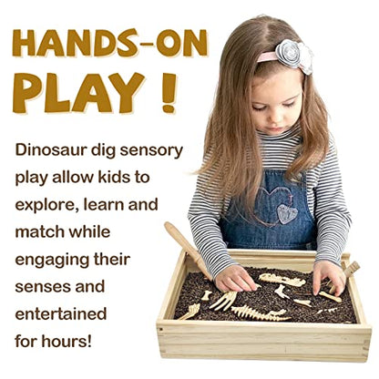 Dinosaur Excavation Archaeology Dig Kit for Kids