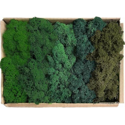 Preserved Reindeer Mix Craft Moss Natural Green DIY Kit Gardenning Art Wall Decor Florist Easter Table Decor Wedding Decor