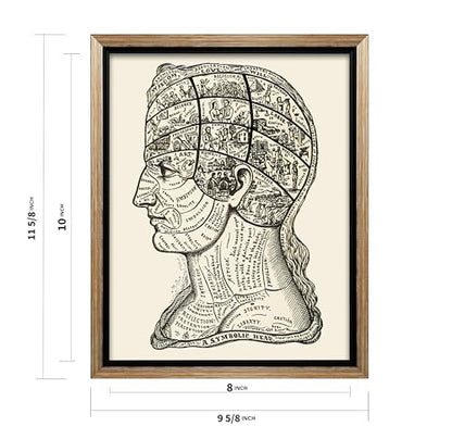 A Symbolic Head Phrenology Print 1899