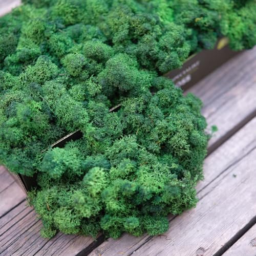 Preserved Reindeer Moss Natural Green DIY Kit Terrariums Gardenning Art Wall Decor Florist Decor Easter Table Decor Wedding Decor