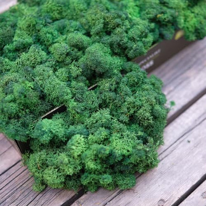 Preserved Reindeer Moss Natural Green DIY Kit Terrariums Gardenning Art Wall Decor Florist Decor Easter Table Decor Wedding Decor